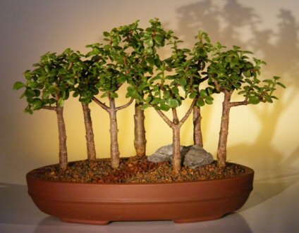 bonsai