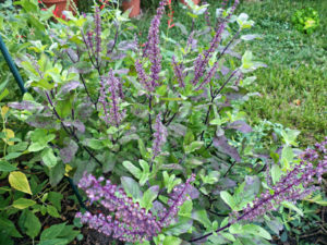 shama tulsi