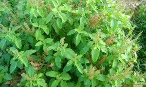 tulsi plant